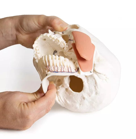 Model de craniu pentru stomatologie cu sindrom de disfuncție temporomandibulară, 8 piese