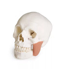 Model de craniu pentru stomatologie cu sindrom de disfuncție temporomandibulară, 8 piese