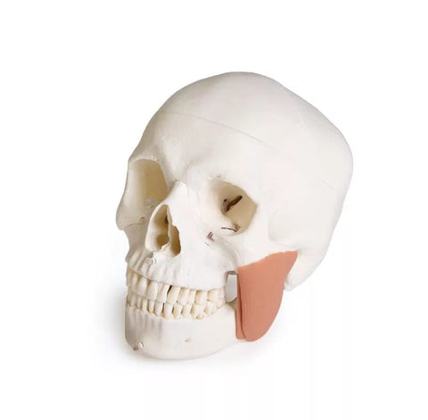 Model de craniu pentru stomatologie cu sindrom de disfuncție temporomandibulară, 8 piese