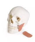 Model de craniu pentru stomatologie cu sindrom de disfuncție temporomandibulară, 8 piese