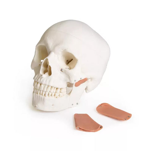 Model de craniu pentru stomatologie cu sindrom de disfuncție temporomandibulară, 8 piese