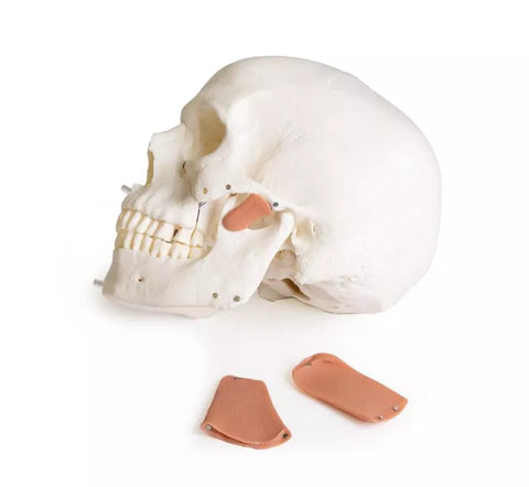 Model de craniu pentru stomatologie cu sindrom de disfuncție temporomandibulară, 8 piese