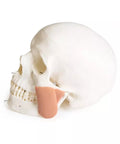 Model de craniu pentru stomatologie cu sindrom de disfuncție temporomandibulară, 8 piese