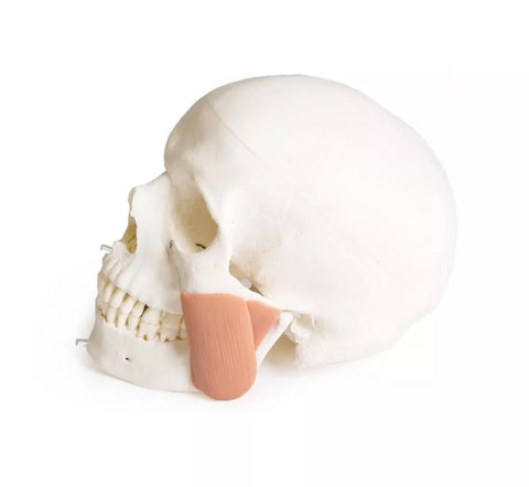 Model de craniu pentru stomatologie cu sindrom de disfuncție temporomandibulară, 8 piese