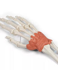 Aparat ligamentos al încheieturii mâinii