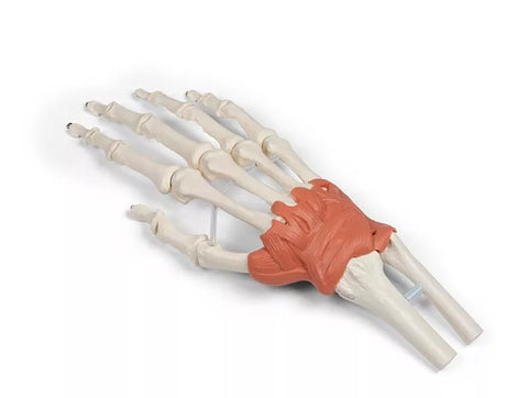 Aparat ligamentos al încheieturii mâinii
