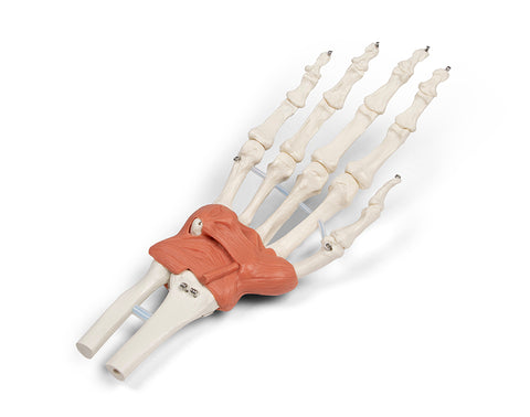 Aparat ligamentos al încheieturii mâinii