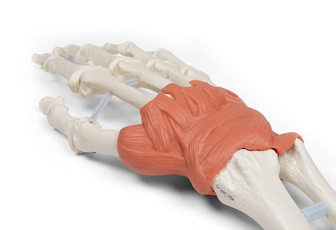 Aparat ligamentos al încheieturii mâinii