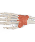 Aparat ligamentos al încheieturii mâinii