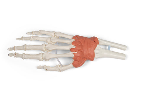 Aparat ligamentos al încheieturii mâinii