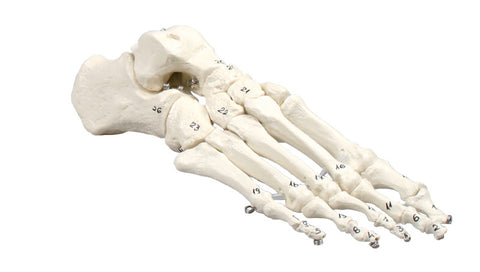Schelet de picior, numerotat