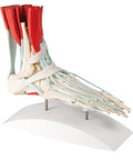 Schelet picior cu ligamente