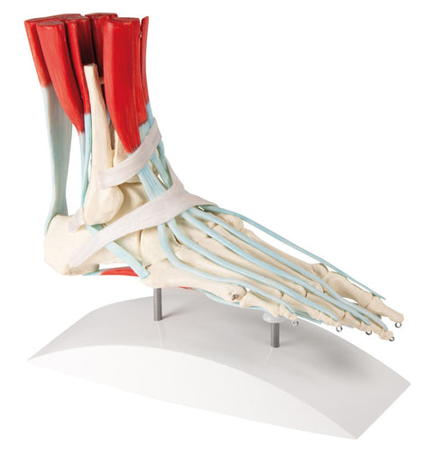 Schelet picior cu ligamente