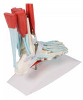 Schelet picior cu ligamente