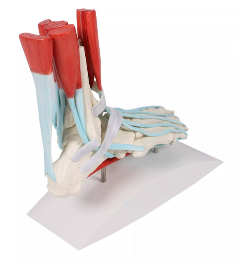 Schelet picior cu ligamente