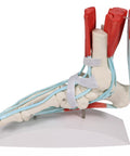 Schelet picior cu ligamente