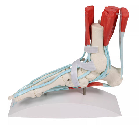 Schelet picior cu ligamente
