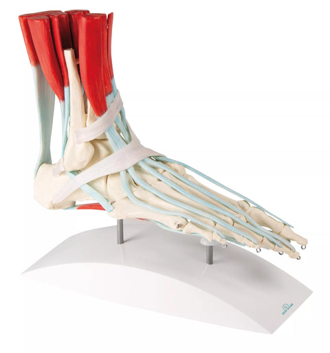 Schelet picior cu ligamente