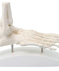 Schelet de picior, model bloc