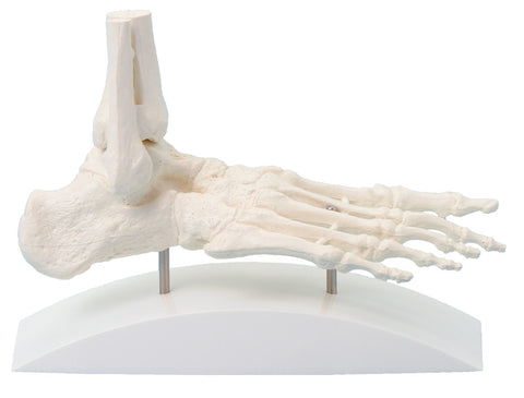 Schelet de picior, model bloc