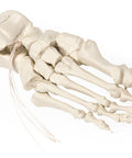 Schelet de picior pe nylon