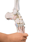 Schelet de picior cu jumătate de bazin, picior flexibil și marcaje musculare