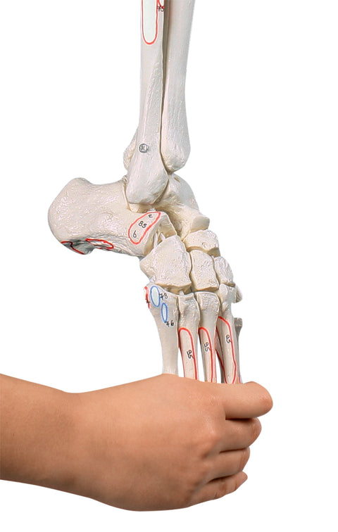 Schelet de picior cu jumătate de bazin, picior flexibil și marcaje musculare