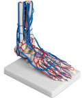 Picior vascular