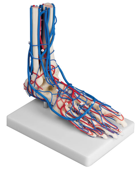 Picior vascular