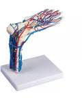 Picior vascular