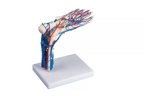 Picior vascular