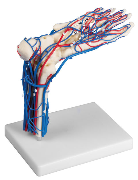 Picior vascular