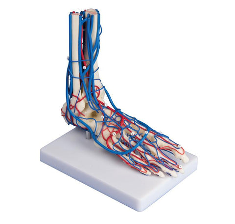 Picior vascular