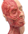 Cap pentru injecții faciale cu mușchi, artere și nervi