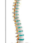 Coloană vertebrală flexibilă