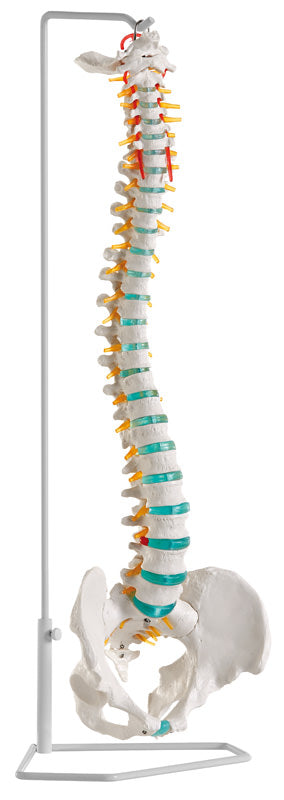 Coloană vertebrală flexibilă