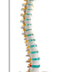Coloană vertebrală flexibilă