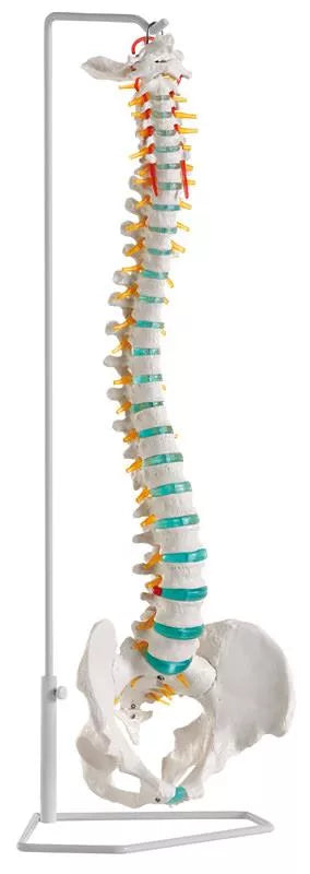Coloană vertebrală flexibilă