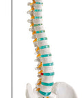 Coloană vertebrală flexibilă cu capetele femurului