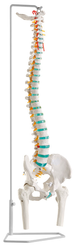 Coloană vertebrală flexibilă cu capetele femurului