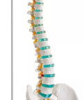 Coloană vertebrală flexibilă cu capetele femurului