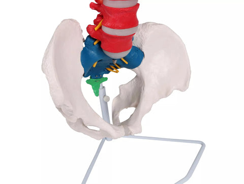 Coloană vertebrală flexibilă, didactică