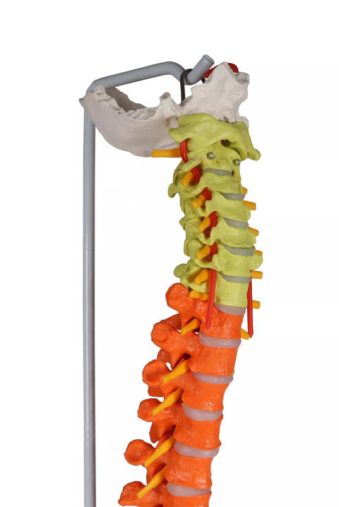 Coloană vertebrală flexibilă, didactică