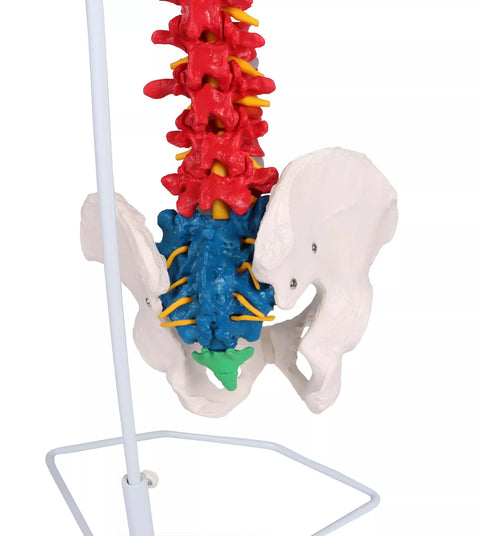 Coloană vertebrală flexibilă, didactică