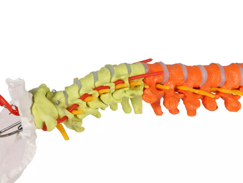 Coloană vertebrală flexibilă, didactică