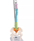 Coloană vertebrală flexibilă miniaturală, didactică