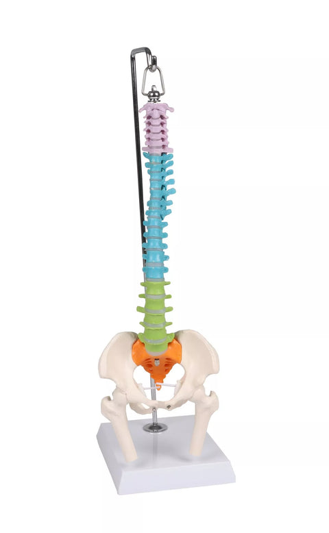 Coloană vertebrală flexibilă miniatură, didactică