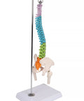 Coloană vertebrală flexibilă miniaturală, didactică