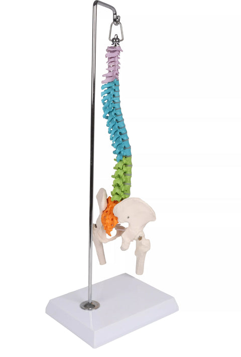 Coloană vertebrală flexibilă miniaturală, didactică