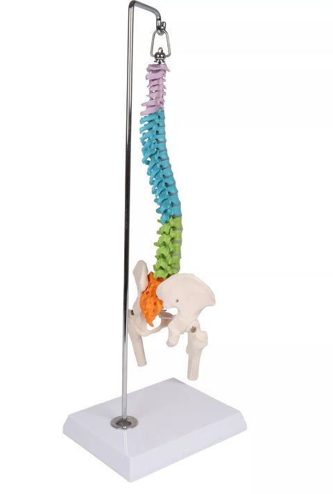 Coloană vertebrală flexibilă miniatură, didactică